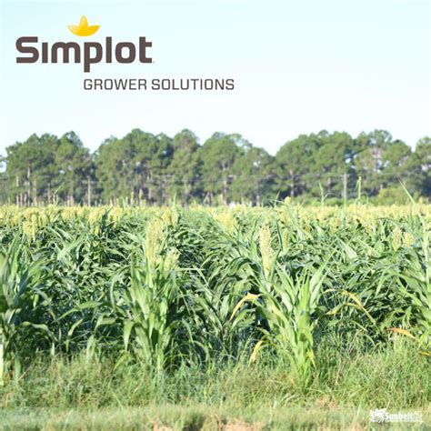 Growers solutions - And while Simplot Grower Solutions has grown in to one of the country’s largest agribusiness retailers, we remain grower focused, North American based and family run. Serving farmers across North America, Simplot Grower Solutions is a reputable fertilizer supplier and provider of agricultural supplies for growers of the region’s dominant crops.